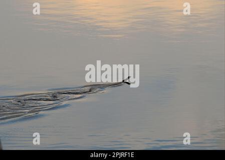 Fer-de-lance (Bodhrops asper) adulto, nuoto, Yasuni N. P. Amazon, Ecuador Foto Stock