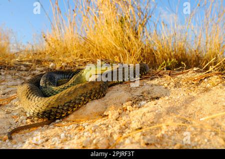 Serpente europeo di lucertola, serpenti di montpellier (Malpolon monspessulanus), altri animali, serpenti velenosi, rettili, serpenti, animali Foto Stock