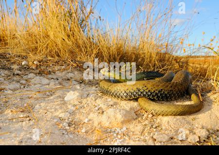 Serpente europeo di lucertola, serpenti di montpellier (Malpolon monspessulanus), altri animali, serpenti velenosi, rettili, serpenti, animali Foto Stock