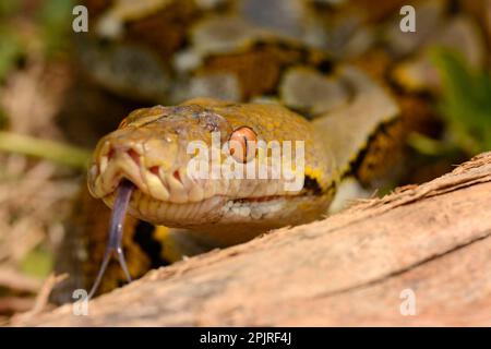 Python reticolato (Python reticulatus) adulto, primo piano della testa, lingua biforcuta, Bali, Isole minori Sunda, Indonesia Foto Stock