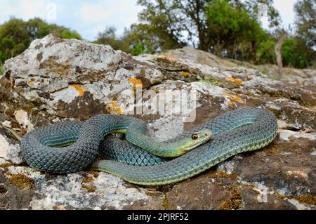 Serpente europeo di lucertola, serpenti di montpellier (Malpolon monspessulanus), altri animali, serpenti velenosi, rettili, serpenti, animali Foto Stock