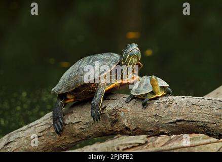 Il cursore dalle orecchie rosse (Trachemys scripta elegans) introdusse specie, tartarughe a collo di striscia cinesi adulte e cinesi (Mauremys sinensis) che si crogiolavano Foto Stock