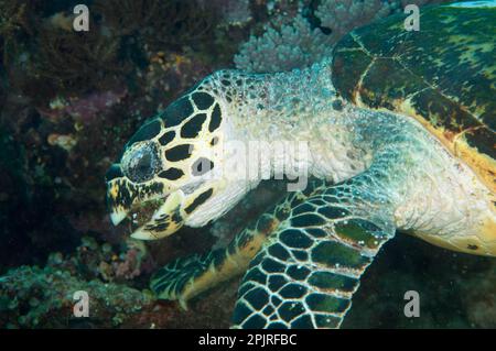 Tartarughe di mare, tartarughe di mare (Caretta caretta), altri animali, tartarughe di mare, rettili, tartarughe, Animali, tartaruga Loggerhead adulto, alimentazione Foto Stock