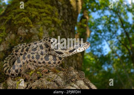 Quattro-fiancheggiato Snake (Elaphe quatuorlineata) giovane, avvolto su Downy Oak (Quercus pubescens) tronco, Croazia Foto Stock