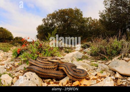 Quattro-fiancheggiato Snake (Elaphe quatuorlineata) adulto, su rocce in habitat, Croazia Foto Stock