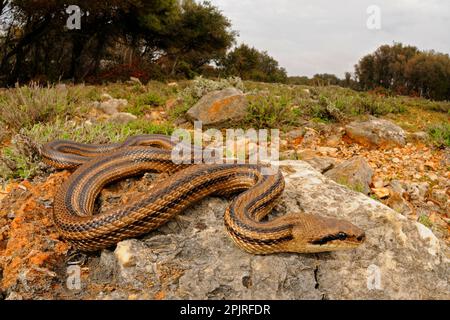 Quattro-fiancheggiato Snake (Elaphe quatuorlineata) adulto, su rocce in habitat, Croazia Foto Stock