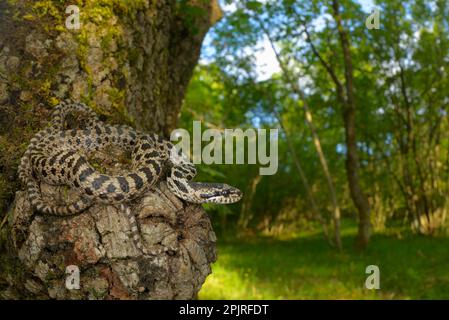 Quattro-fiancheggiato Snake (Elaphe quatuorlineata) giovane, avvolto su Downy Oak (Quercus pubescens) tronco, Croazia Foto Stock