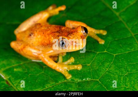 Rana liberiana (Afrixalus laevis) adulto, seduto a foglia, Kahuzi-Biega N. P. Kivu Regione, Repubblica Democratica del Congo Foto Stock