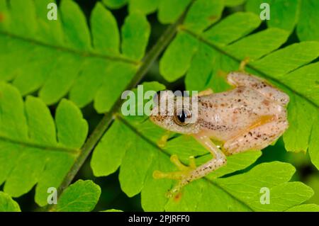 Liberian Banana Frog (Afrixalus laevis) adulto, seduto sulle foglie nella foresta pluviale montana, Nyungwe Forest N. P. Rwanda Foto Stock