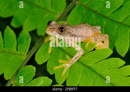 Liberian Banana Frog (Afrixalus laevis) adulto, seduto sulle foglie nella foresta pluviale montana, Nyungwe Forest N. P. Rwanda Foto Stock