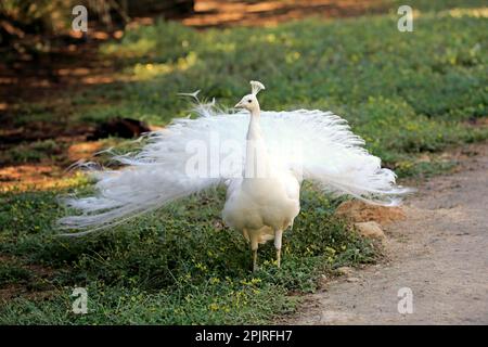 Indian Peafowl (Pavo cristate), albino, corteggiamento maschile adulto, Cuddly Creek, South Australia, Australia Foto Stock