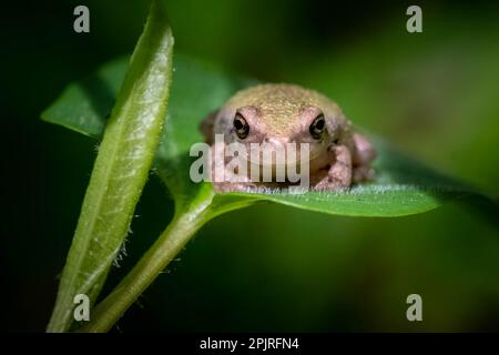 Una giovane rana dell'albero grigio del copio siede contently sopra una foglia verde piacevole. Foto Stock