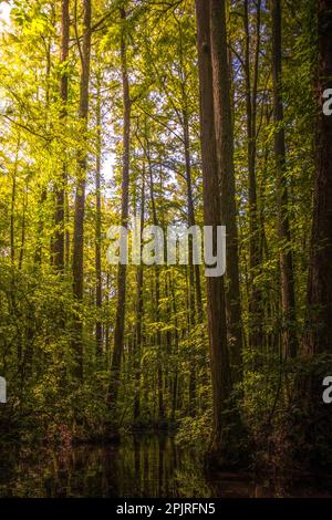 Il sole mattutino penetra negli alberi per consentire una luce soffusa sulla palude della riserva Robertson Millstagno. Raleigh, North Carolina. Foto Stock