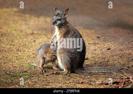 Tammar Wallaby (Macropus eugenii), Dama-Wallaby, femmina adulta con giovane, Kangaroo Island, Australia Meridionale, Australia Foto Stock