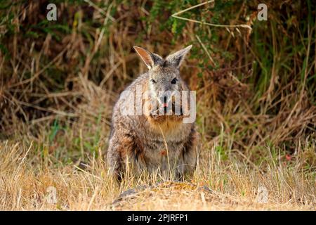 Tammar Wallaby (Macropus eugenii), Dama-Wallaby, alimentazione per adulti, Kangaroo Island, Australia Meridionale, Australia Foto Stock