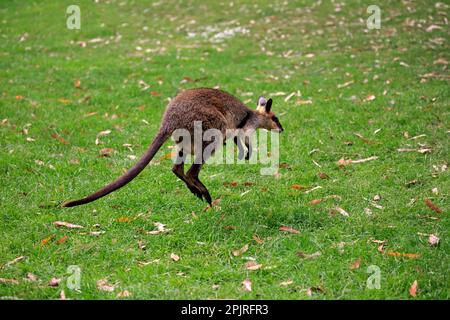 Wallaby agile (Macropus agilis), adulto, jumping, Cuddly Creek, wallaby agile, Australia Foto Stock