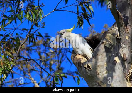 Cachatua galerita (Cacatua gallerita), adulto su un albero vicino alla cetriola, Murramarang National Park, South Australia, Australia Foto Stock