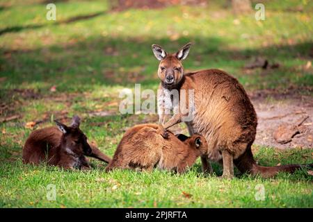 Canguro su Kangaroo Island, famiglia con giovane, succhiando, Kangaroo Island, canguro grigio isola (Macropus fuliginosus fuliginosus), Australia Foto Stock