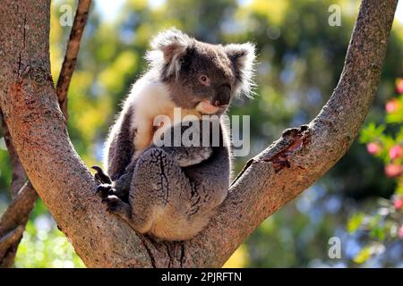 Koala (Phascolarctos cinereus), Adulto su albero, Kangaroo Island, South Australia, Australia Foto Stock