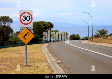 Segnaletica stradale, pinguino, pinguino pigmy, Kangaroo Island, Australia Meridionale, Australia Foto Stock