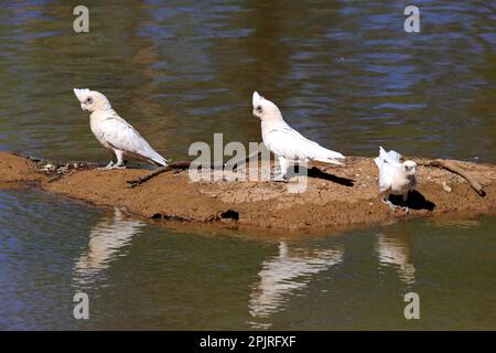 Piccola corella (Cacatua sanguinea), gruppo in acqua, Sturt National Park, New South Wales, Australia, Oceania Foto Stock