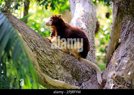 Canguro di Matschie (Dendrolagus matschiei), adulto che riposa su un albero, Nuova Guinea Foto Stock
