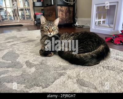 I miei gatti vivono vite migliori Foto Stock