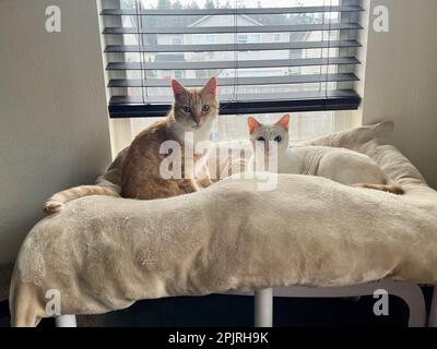 I miei gatti vivono vite migliori Foto Stock