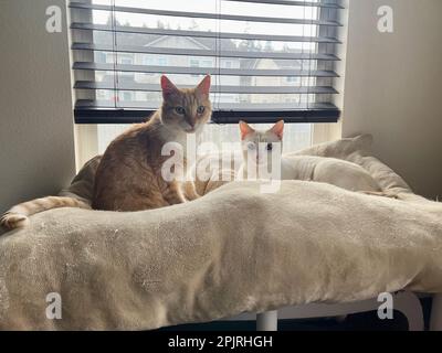 I miei gatti vivono vite migliori Foto Stock