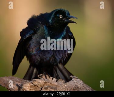 Un grackle comune che esegue una visualizzazione delle minacce e si gonfia. Foto Stock