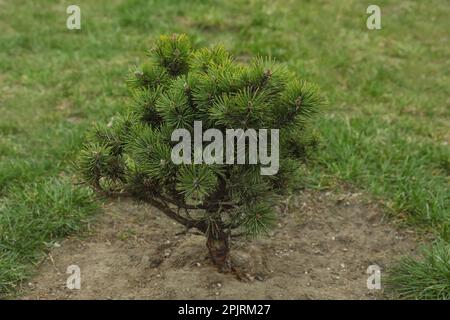 Nuovo albero di pino giovane piantato nel parco Foto Stock