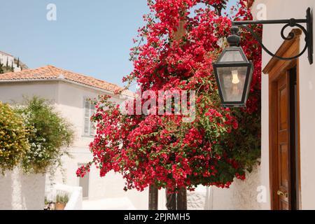 Bell'albero fiorito ed elegante lanterna vicino all'ingresso della casa nelle giornate di sole Foto Stock