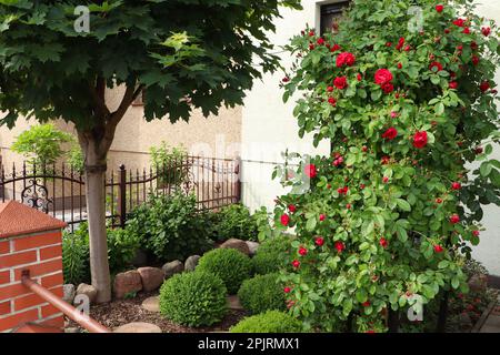 Diverse belle piante dietro recinzione all'aperto. Giardinaggio e paesaggistica Foto Stock