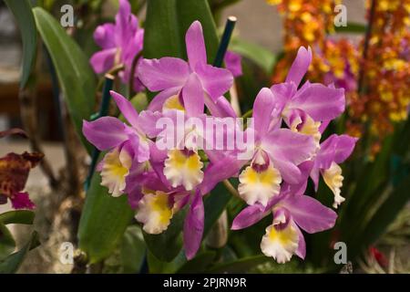 Fiori di orchidee tropicali con petali rosa e giallo e foglie verdi Foto Stock