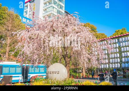 Ueno Cherry Blossoms, Ueno Park, Taito City, Tokyo Foto Stock