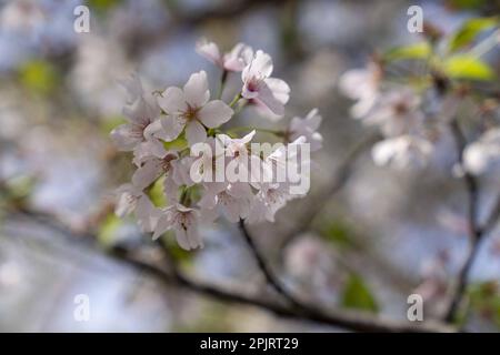 Washington, Stati Uniti. 03rd Apr, 2023. I fiori di ciliegio fioriscono lungo il bacino del Tidal mentre la fioritura di picco si chiude a Washington, DC lunedì 3 aprile 2023. Foto di Bonnie Cash/UPI Credit: UPI/Alamy Live News Foto Stock