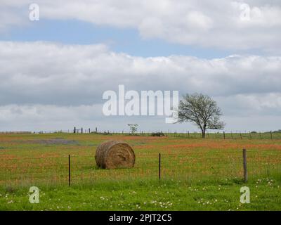 Balla di fieno rotonda in un lussureggiante campo con Bluebonnet texani in fiore e pennelli indiani e nuvole sopra. Foto Stock