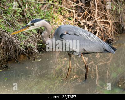 Grande Heron Blu in piedi in acque poco profonde durante la pesca. Fotografato con una profondità di campo bassa in Texas. Foto Stock