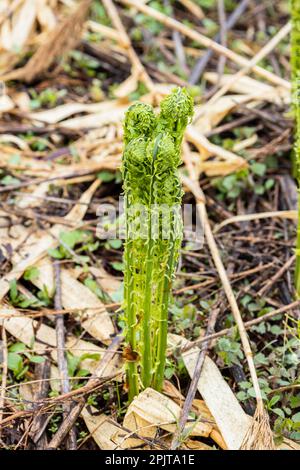 Giovane felce di Orstrich a lato del fiume, giapponese 'Kogomi', verdure selvatiche all'inizio della primavera, città di Yokote, Akita, Tohoku, Giappone, Asia orientale, Asia Foto Stock