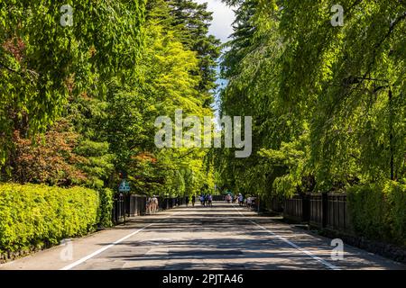 Samurai residenza strada, con foglie verdi estate, storico Kakudate (kakunodate) città, Senboku città, Akita, Tohoku, Giappone, Asia orientale, Asia Foto Stock
