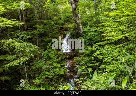 Acque di testa e piccole cascate nella foresta selvaggia, parco nazionale di Oze, Katashina, Gunma, Giappone, Asia orientale, Asia Foto Stock