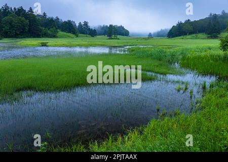 Paludi serali, paludi di Ozegahara, parco nazionale di Oze, Hinoematamura (villaggio di Hinoemata), Fukushima, Giappone, Asia orientale, Asia Foto Stock