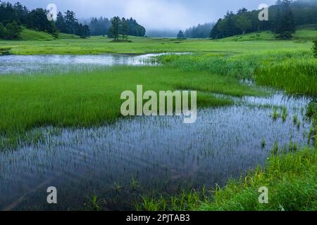 Paludi serali, paludi di Ozegahara, parco nazionale di Oze, Hinoematamura (villaggio di Hinoemata), Fukushima, Giappone, Asia orientale, Asia Foto Stock