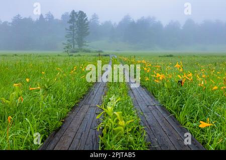 Passerella in palude, con fiori di giglio giorno, palude di Ozegahara, parco nazionale di Oze, villaggio di Hinoemata, Fukushima, Giappone, Asia orientale, AS Foto Stock