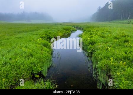 Paludi serali, paludi di Ozegahara, parco nazionale di Oze, Hinoematamura (villaggio di Hinoemata), Fukushima, Giappone, Asia orientale, Asia Foto Stock