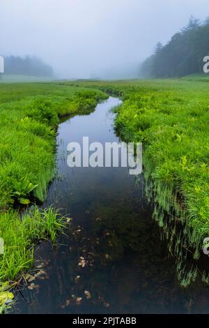 Paludi serali, paludi di Ozegahara, parco nazionale di Oze, Hinoematamura (villaggio di Hinoemata), Fukushima, Giappone, Asia orientale, Asia Foto Stock