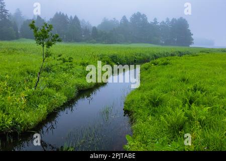 Paludi serali, paludi di Ozegahara, parco nazionale di Oze, Hinoematamura (villaggio di Hinoemata), Fukushima, Giappone, Asia orientale, Asia Foto Stock