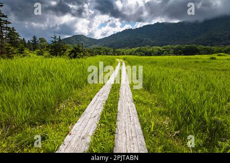 Passerella nella zona umida, palude di Ozegahara, parco nazionale di Oze, Hinoematamura (villaggio di Hinoemata), Fukushima, Giappone, Asia orientale, Asia Foto Stock