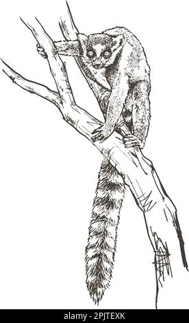 Lemure dalla coda ad anello, disegno a mano, illustrazione vettoriale Illustrazione Vettoriale