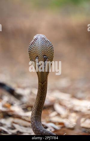 Stacle indiano cobra (naja naja), satara maharashtra india (1) Foto Stock